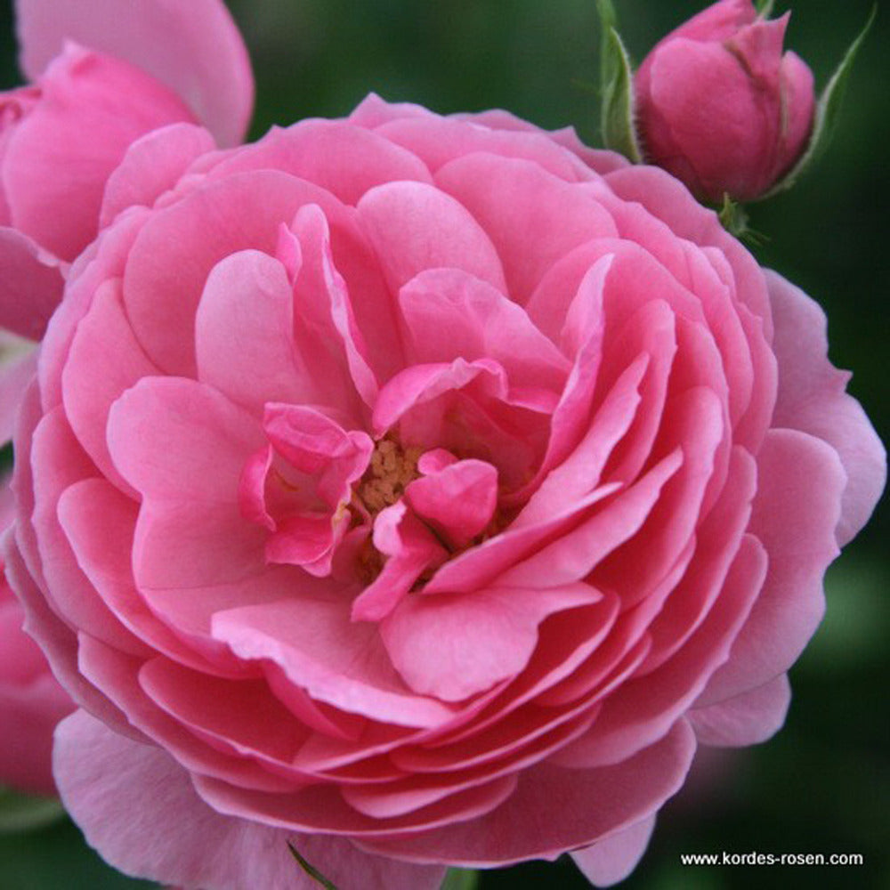  Kordes Rose Des Fées - Rosa 'pomponella'®