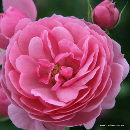  Kordes Rose Des Fées - Rosa 'pomponella'®