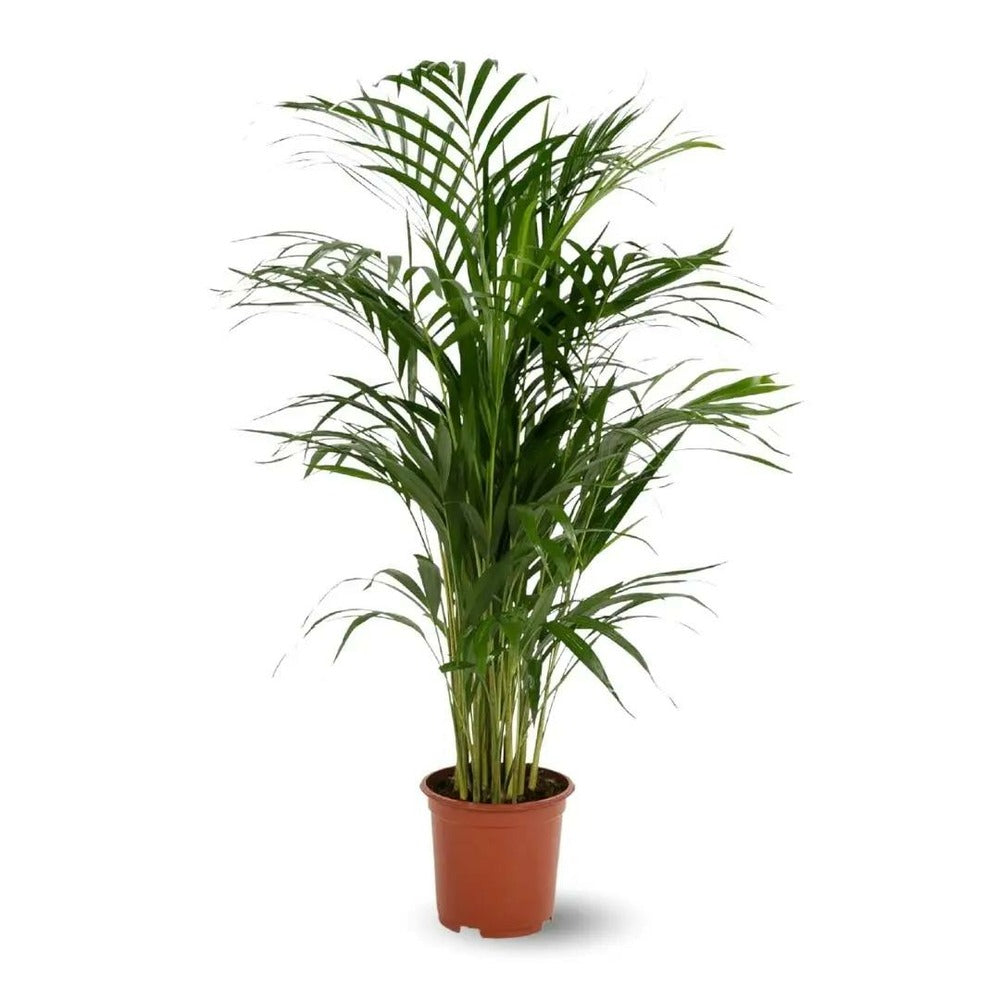  Areca - Dypsis Lutescens - Palmier D'intérieur - ↕ 70-80 Cm - ⌀ 17 Cm - Purificateur D'air