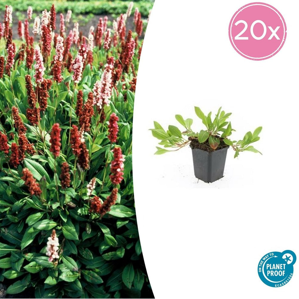  Renouée 'darjeeling Red' X12 – Entre 0,75 Et 1m2