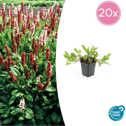  Renouée 'darjeeling Red' X12 – Entre 0,75 Et 1m2