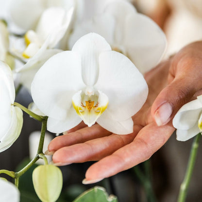  Offre Combinée : 4 Orchidées Blanches En Pot - Plante D'intérieur Cm - Plante D'intérieur