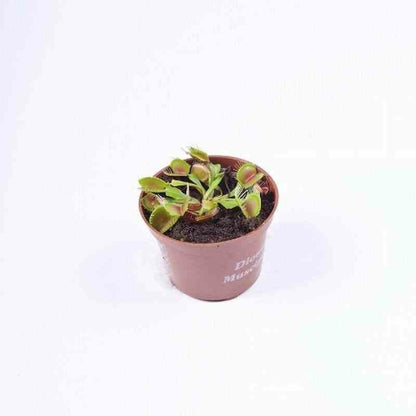  Dionée Muscipula (dionée, Attrape-mouches De Vénus) Pot De 1 Litre - 0/40 Cm