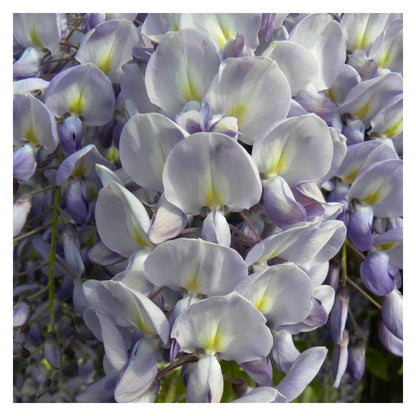  Glycine De Chine/[-]godet - 5/20 Cm
