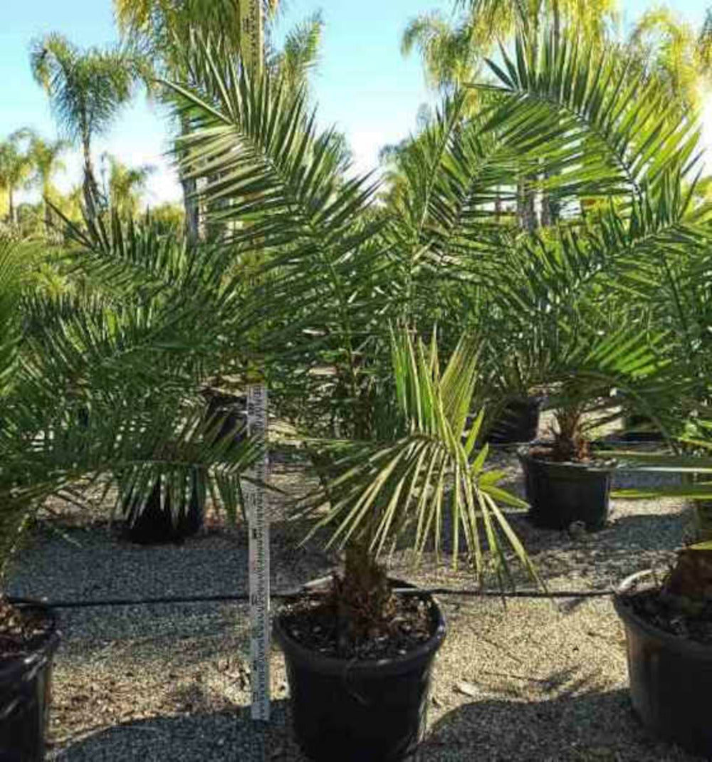  Phoenix Canariensis (dattier Des Canaris) Pot De 50l - 150/175cm