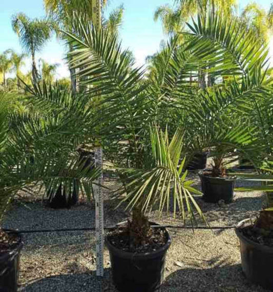  Phoenix Canariensis (dattier Des Canaris) Pot De 50l - 150/175cm