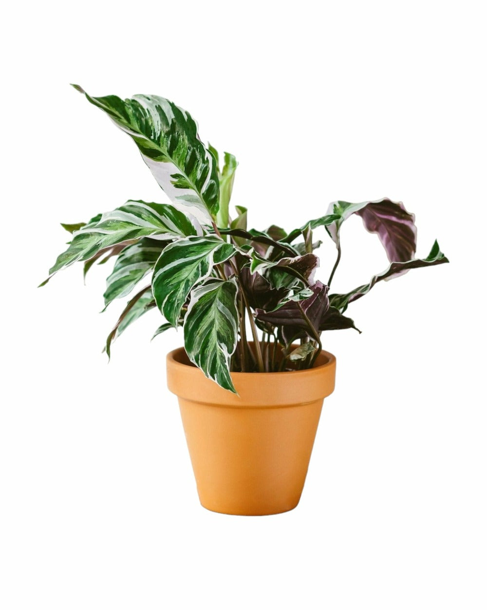  Calathea Fusion White 40cm - Plante D'intérieur