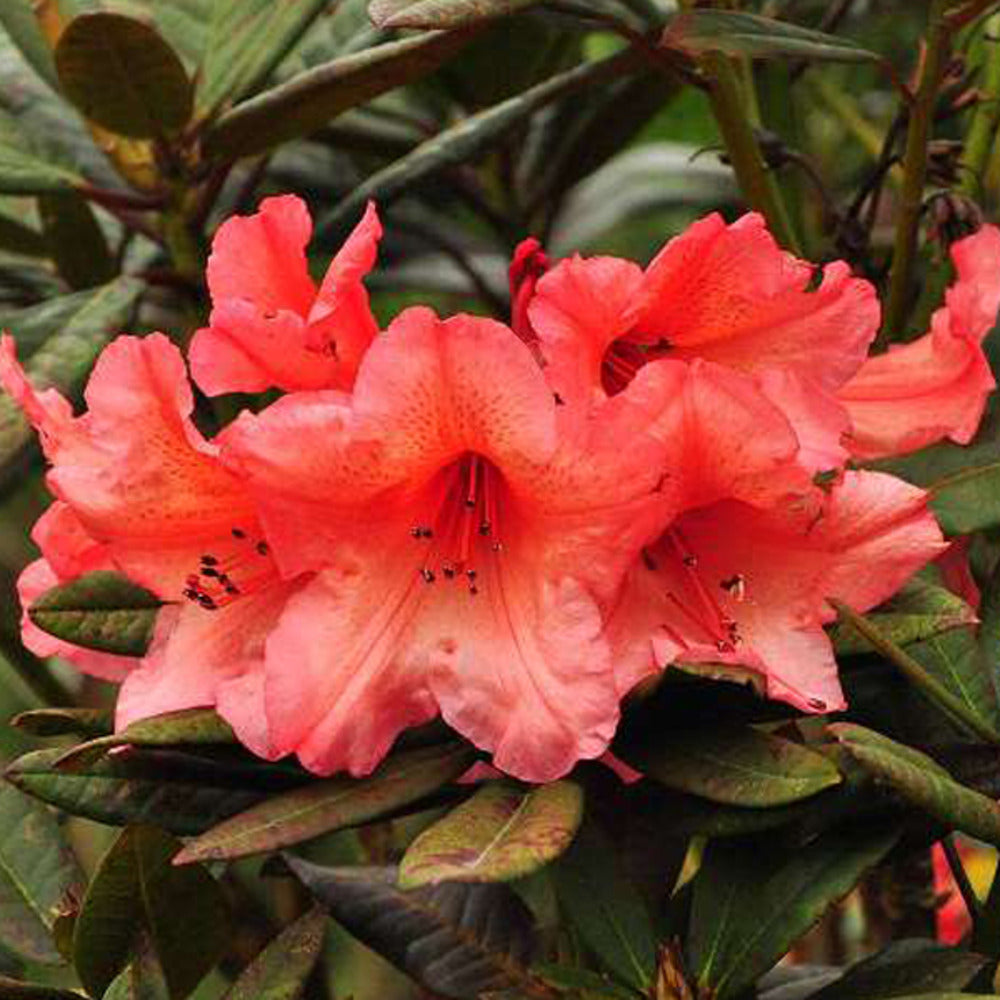  Rhodo 'tortoiseshell Orange' - Rhodo 'tortoiseshell Orange' - 40-50 Cm Pot