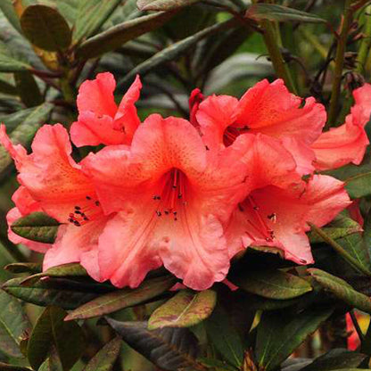  Rhodo 'tortoiseshell Orange' - Rhodo 'tortoiseshell Orange' - 40-50 Cm Pot