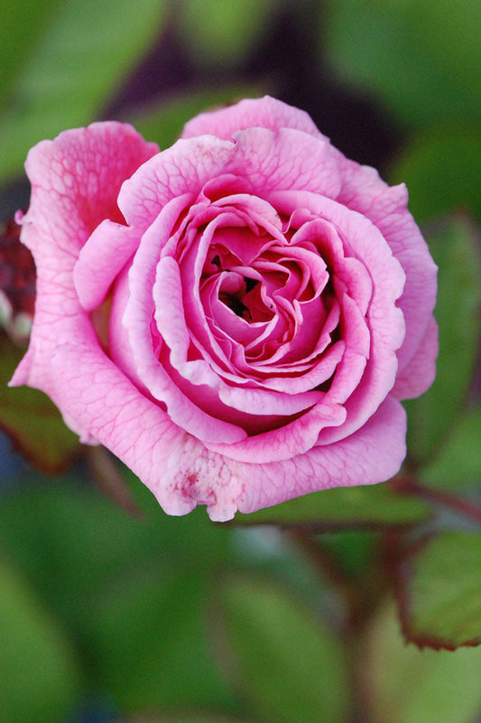  Rosier Parfuma 'madame De Maintenon' ? - En Pot De 4 Litres