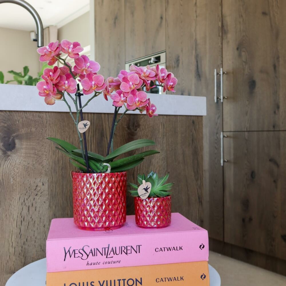  Kolibri Orchids Orchidée Phalaenopsis Rouge Congo + Pot Pearl Rouge - Taille Du Pot 9cm