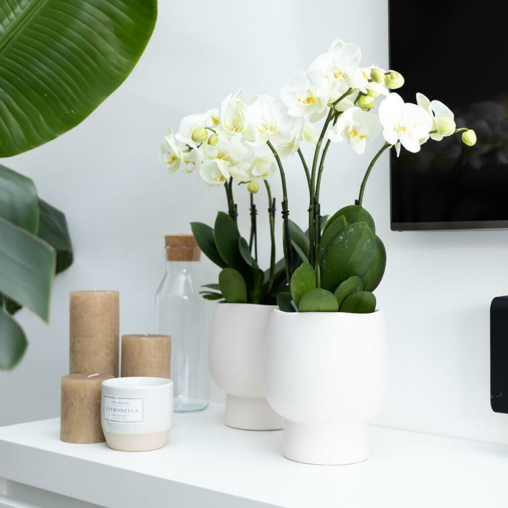  Orchidée Phalaenopsis Blanche - Jewel Ghent - Taille Du Pot 12cm - Frais Du Producteur