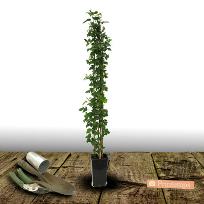  Mûre Thornless/[-]pot De 3l - Echelle Bambou 60/120 Cm
