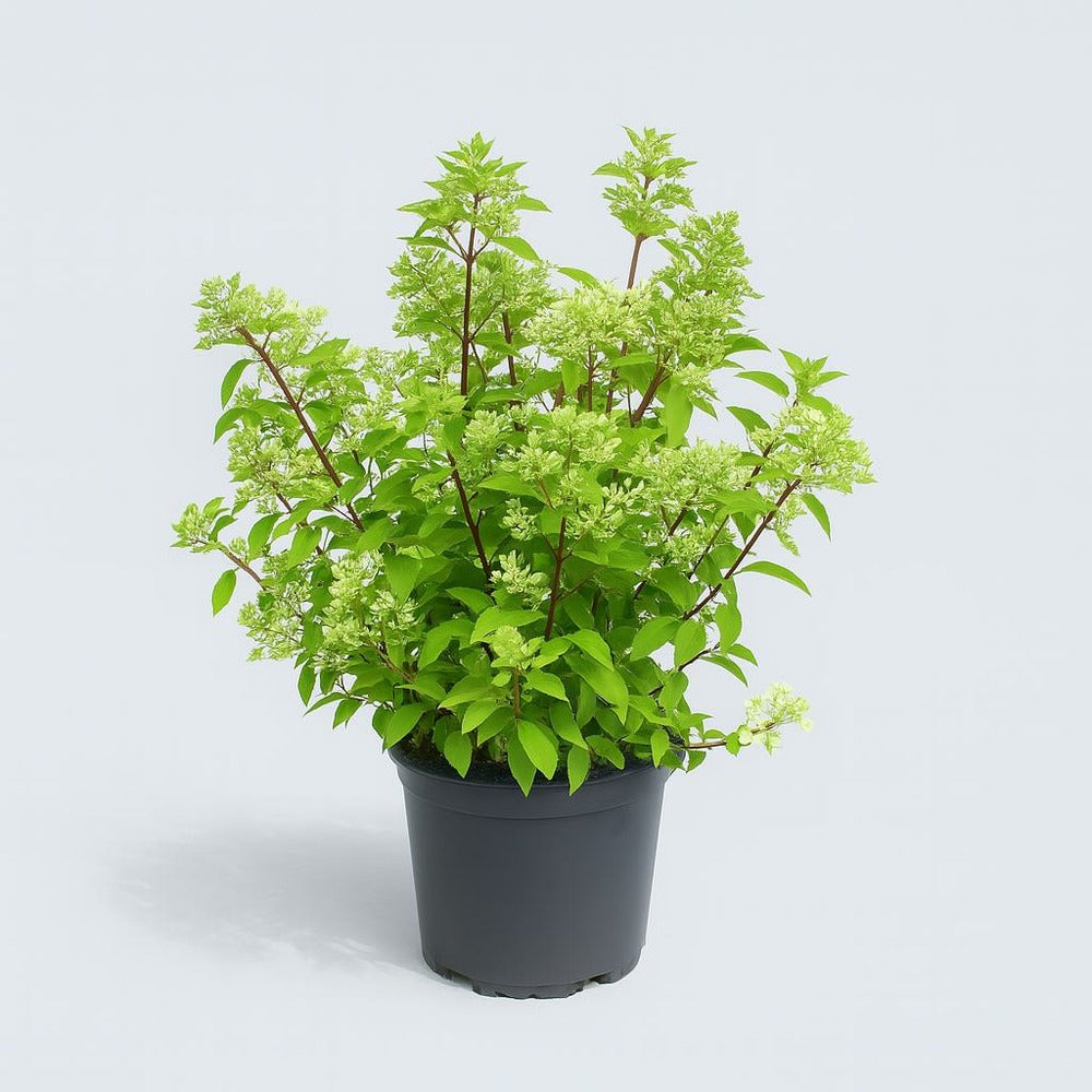  Hydrangea Paniculata Fraise Melba - Pot 15 L