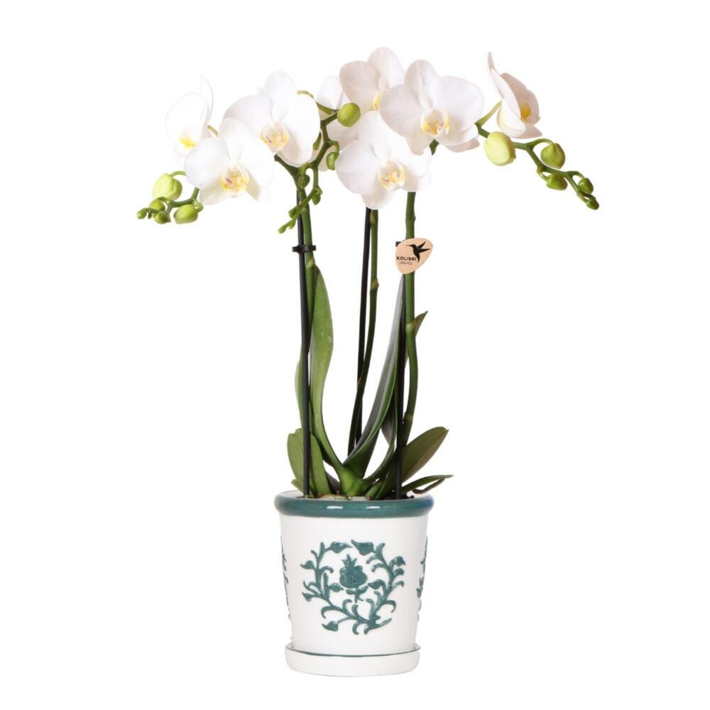  Kolibri Orchids Phalaenopsis Blanc Orchidée Amabilis + Pot Décoratif Malaga Vert - Taille Du Pot 9cm