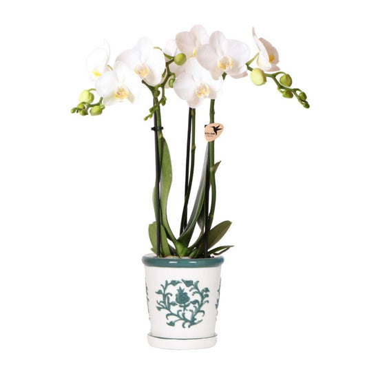  Kolibri Orchids Phalaenopsis Blanc Orchidée Amabilis + Pot Décoratif Malaga Vert - Taille Du Pot 9cm
