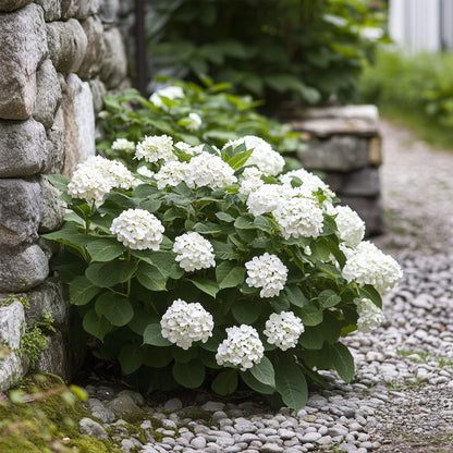  Hortensia - Set De 3 - Hydrangea Macrophylla Teller 'benxi' - H25-40cm - ⌀9cm