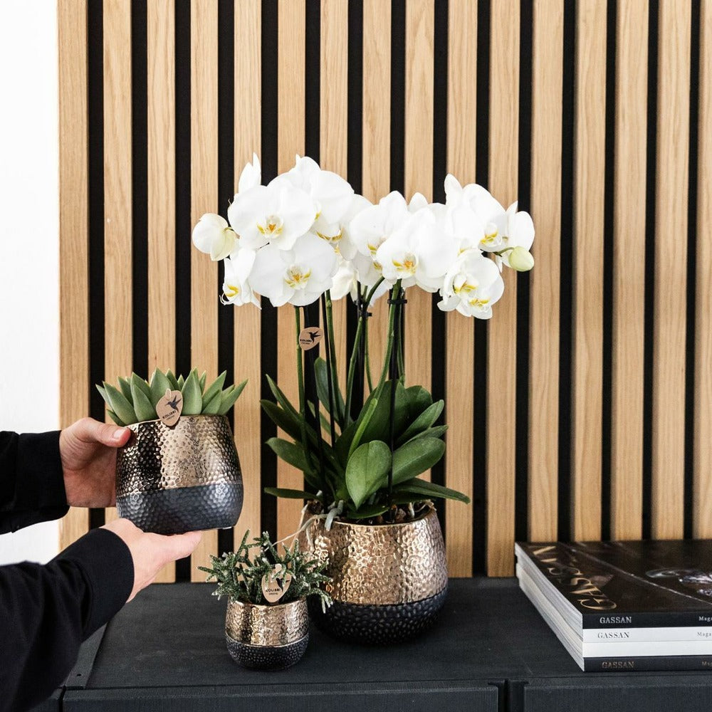  Offre Combinée : 2 Orchidées Phalaenopsis Blanches En Fleurs Cm - Plante D'intérieur