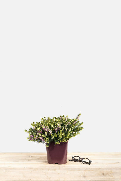  Bruyère D'hiver 'darley Dale' - En Pot De 1 Litre