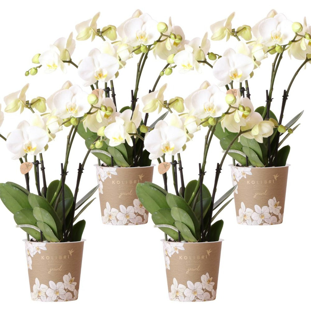  Offre Combinée : 4 Orchidées Blanches En Pot - Plante D'intérieur Cm - Plante D'intérieur