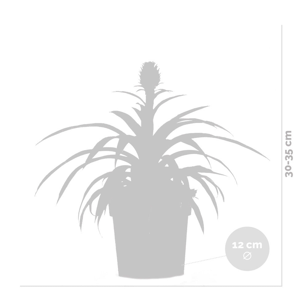  Lot De 2 - Ananas Mi Amigo - Plante Ananas - Plante Anti-ronflement - 30-40 Cm De Haut - Pot 12 Cm