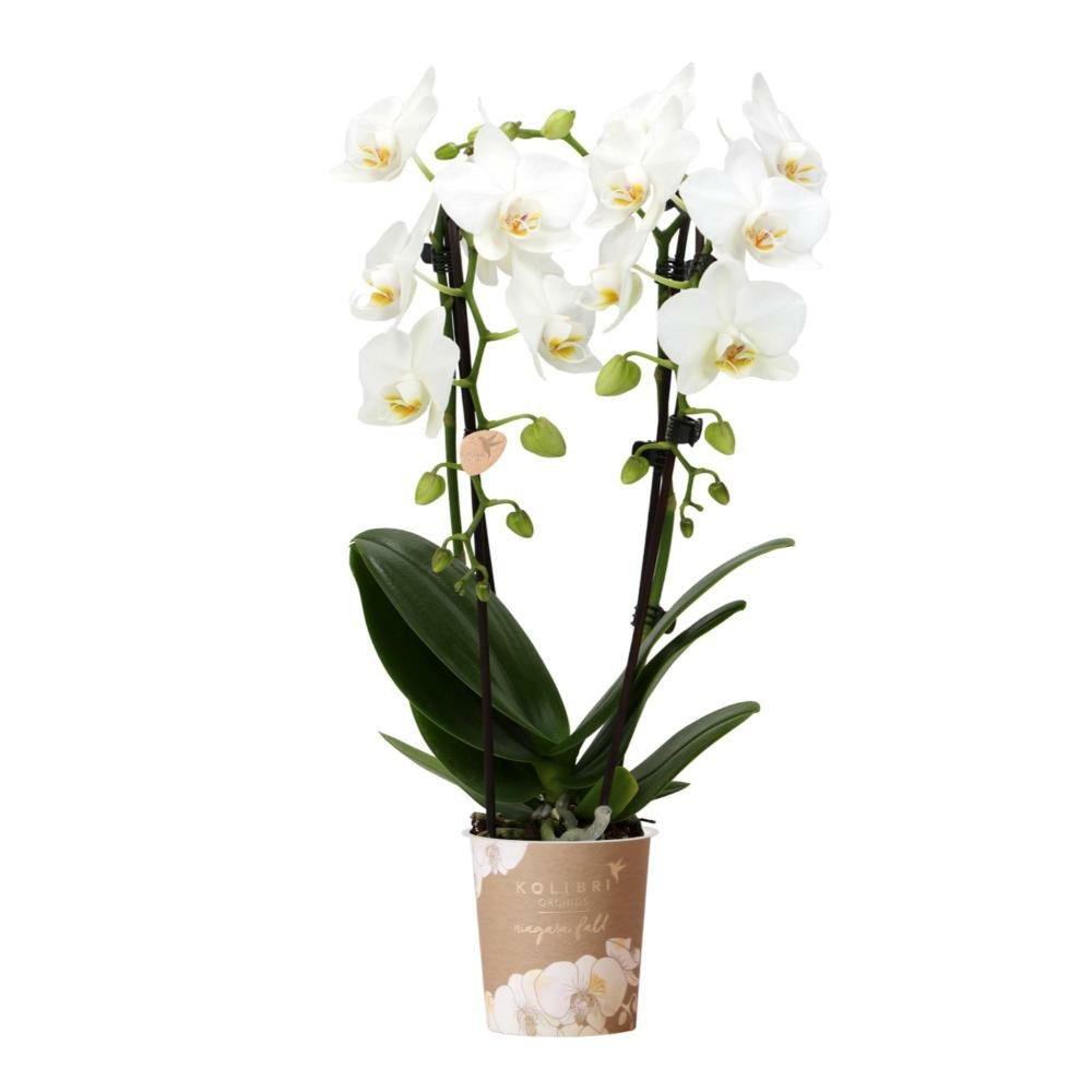  Orchidées Colibri | Orchidée Phalaenopsis Blanche - Niagara Fall - Pot 9cm | Plante D'intérieur En Fleurs - Fraîche Du Producteur