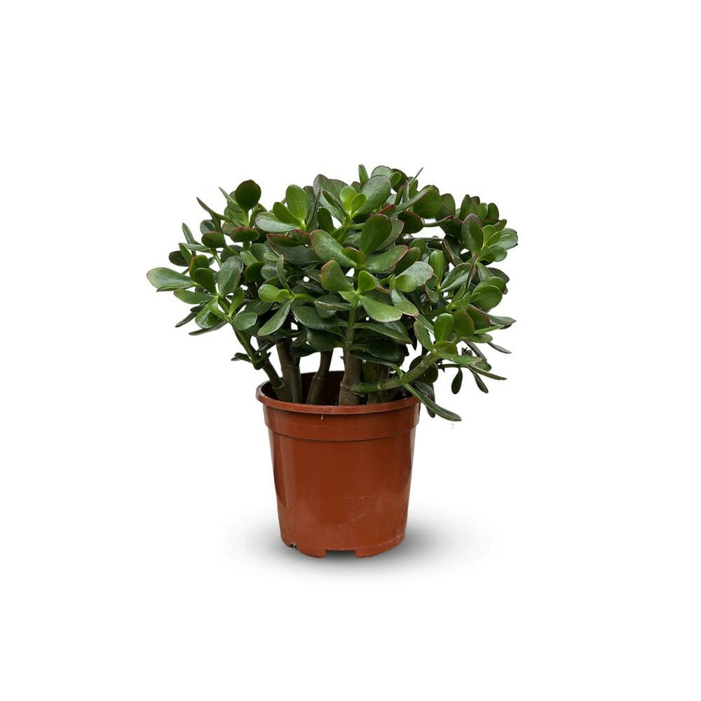  Crassula Ovata - Arbre De Jade - ↕ 35-40 Cm - ⌀ 17 Cm - Cactus Et Plantes Grasses