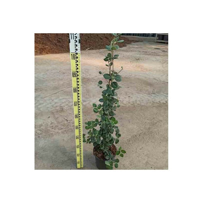  Metrosideros Excelsa (arbre De Noël) Pot De 65l - 130/150cm
