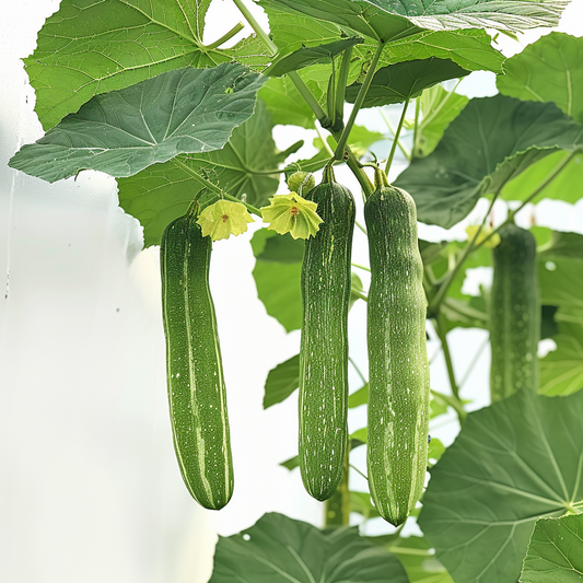  10 Graines De Courge éponge - Semisauvage Permaculture