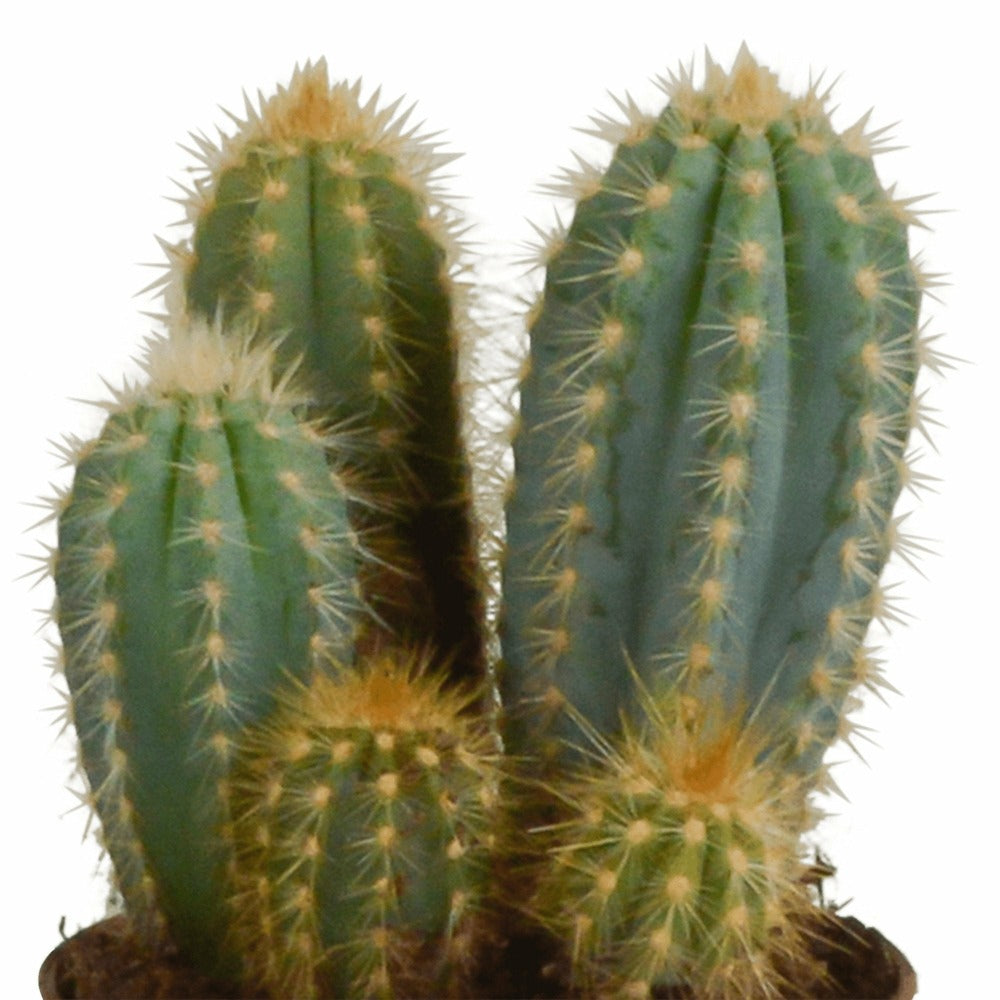  Coffret Cactus Et Ses Caches-pots Terracotta - Lot De 3 Plantes, H23cm