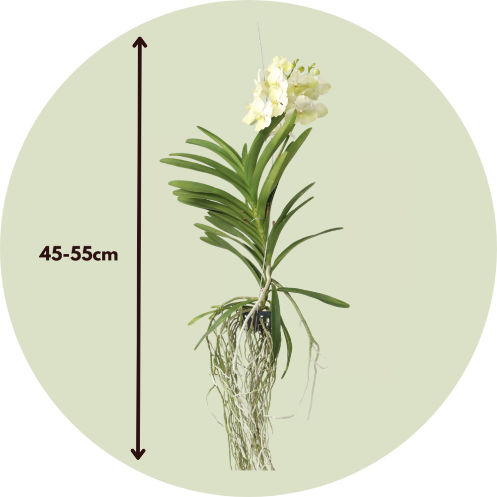  Orchidée - Vanda 'tayanee White' - Hauteur 45-55cm