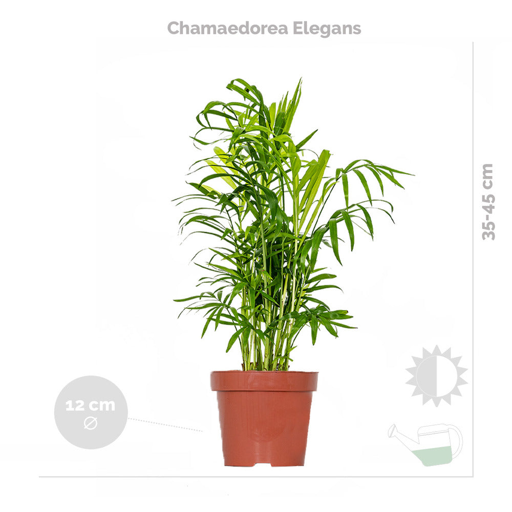  3x Mélange De Plantes Tropicales D’intérieur Avec Panier En Jute - Dépolluantes - ⌀12 Cm - 25-40 Cm
