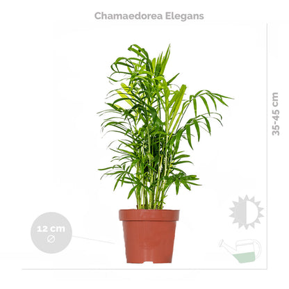  3x Mélange De Plantes Tropicales D’intérieur Avec Panier En Jute - Dépolluantes - ⌀12 Cm - 25-40 Cm