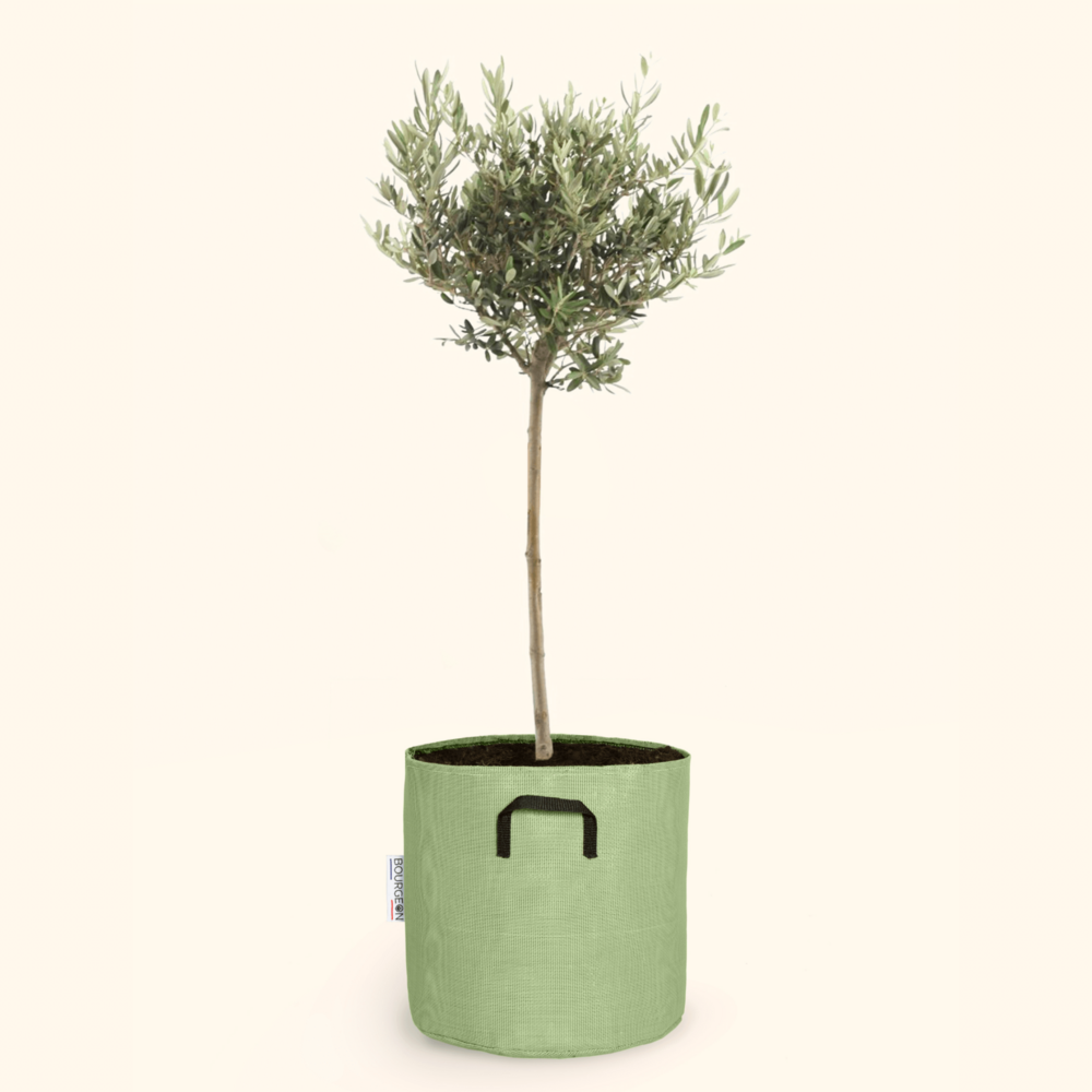  Olivier Européen - Olea Europaea 50cm + Pot Respirant Vert ø15cm