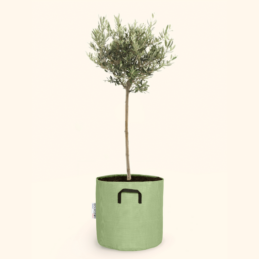  Olivier Européen - Olea Europaea 50cm + Pot Respirant Vert ø15cm