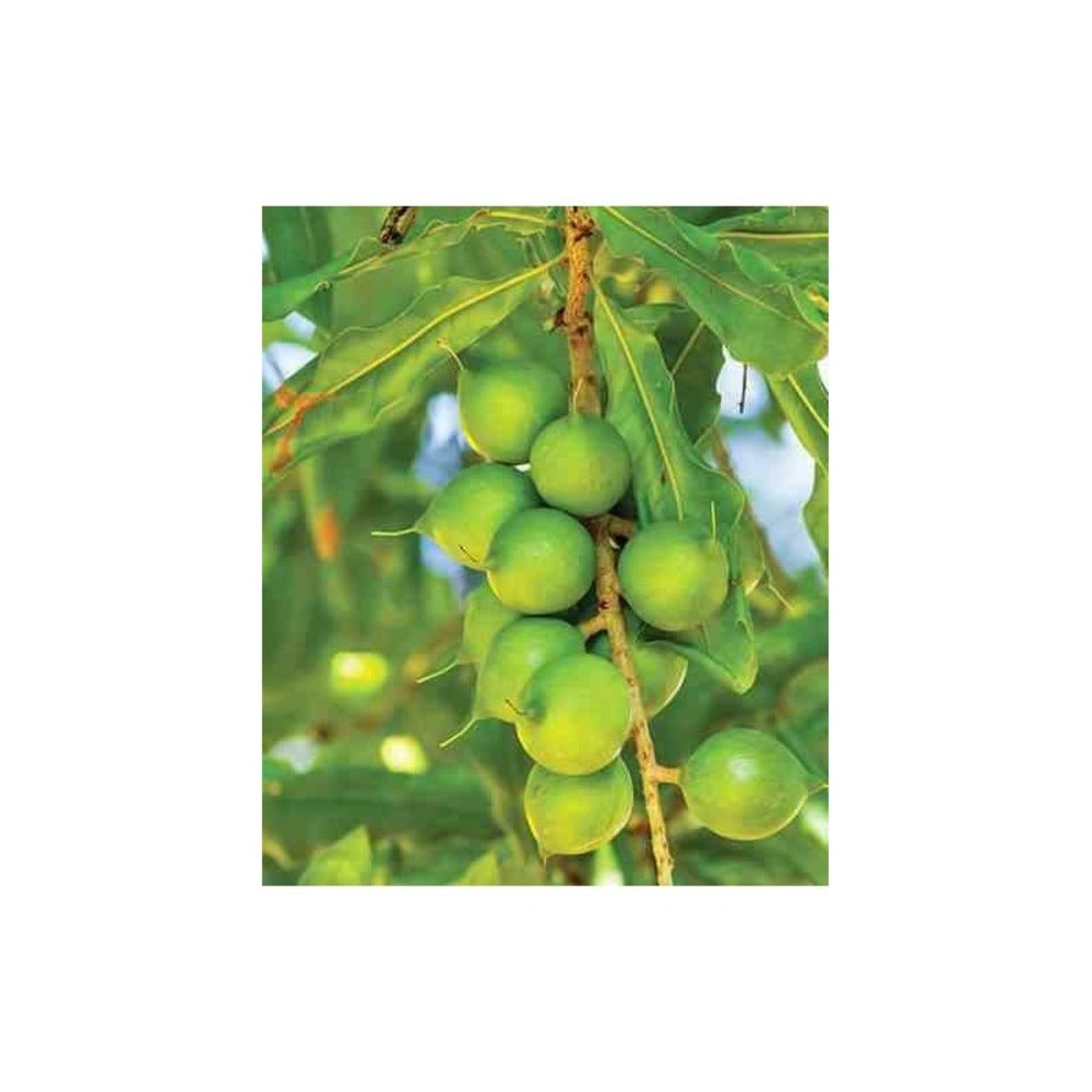  Macadamia Ternifolia (noix De Macadamia) Pot De 15 Litres ? 140/160 Cm