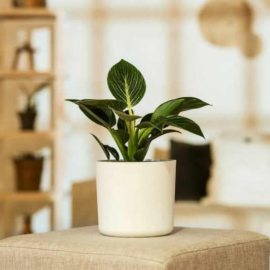  Plante Verte - Philodendron 'white Wave' - Hauteur 25-40cm - ⌀12cm