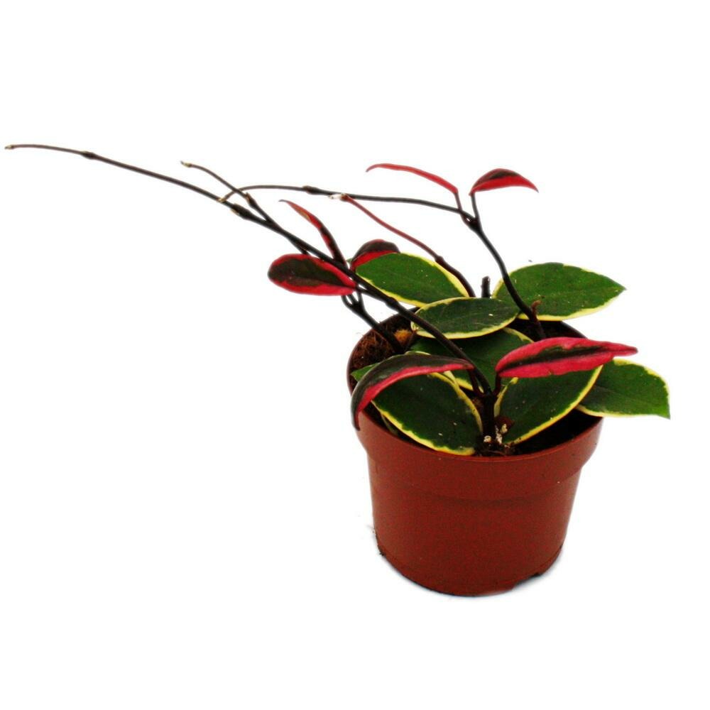  Hoya Carnosa Flamingo Dream" - Rankende Zimmerpflanze Mit Rosa Neutrieb - Porzellanblume - Wachsblume - 12cm Topf"