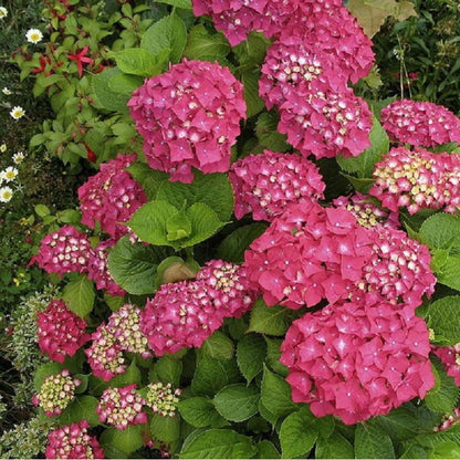  2 X Hortensia 'rotkehlchen' - Hydrangea Macrophylla 'rotkehlchen' - 20-25 Cm Pot