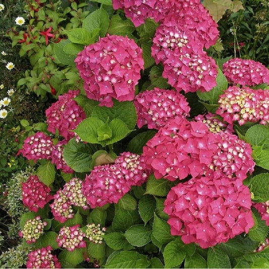  2 X Hortensia 'rotkehlchen' - Hydrangea Macrophylla 'rotkehlchen' - 20-25 Cm Pot