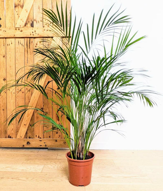  Pamier Areca Dypsis Lutescens D21 H120cm