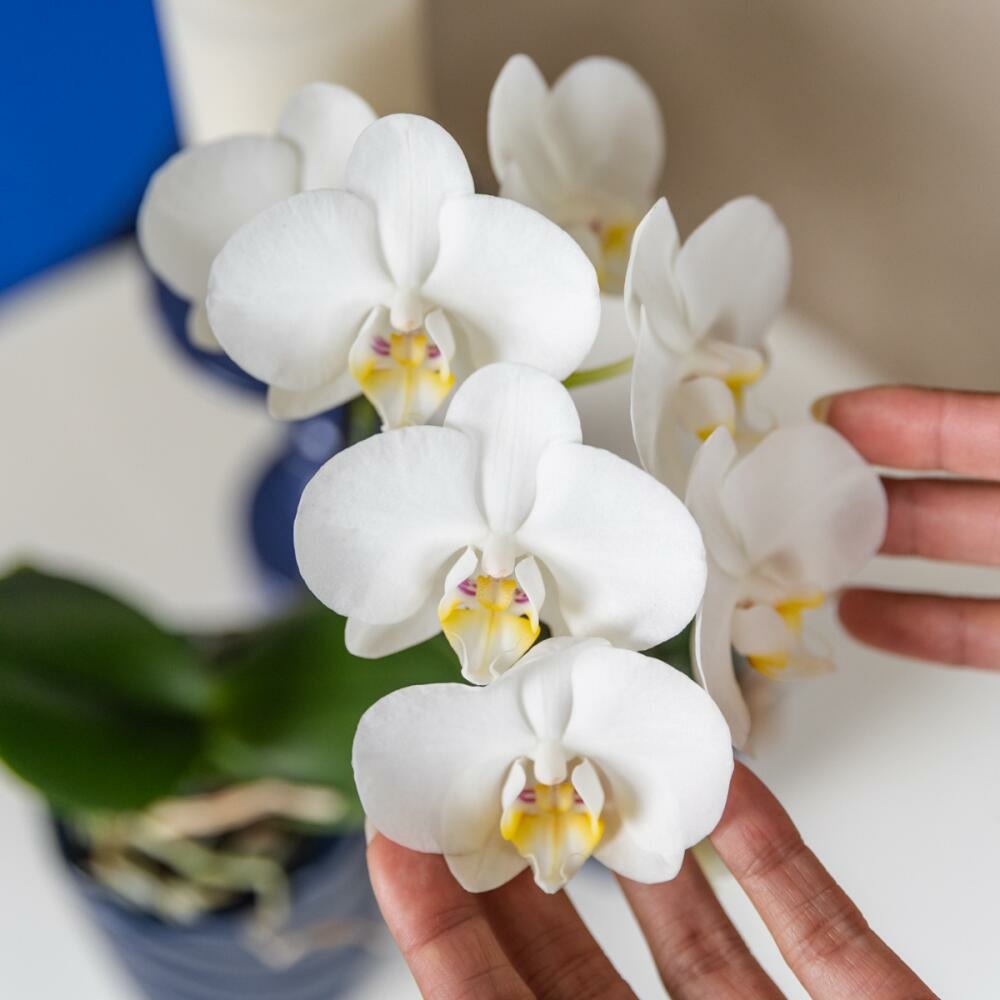  Kolibri Orchids Orchidée Blanche Amabilis + Cache-pot Candy Bleu - Taille De Pot 9cm