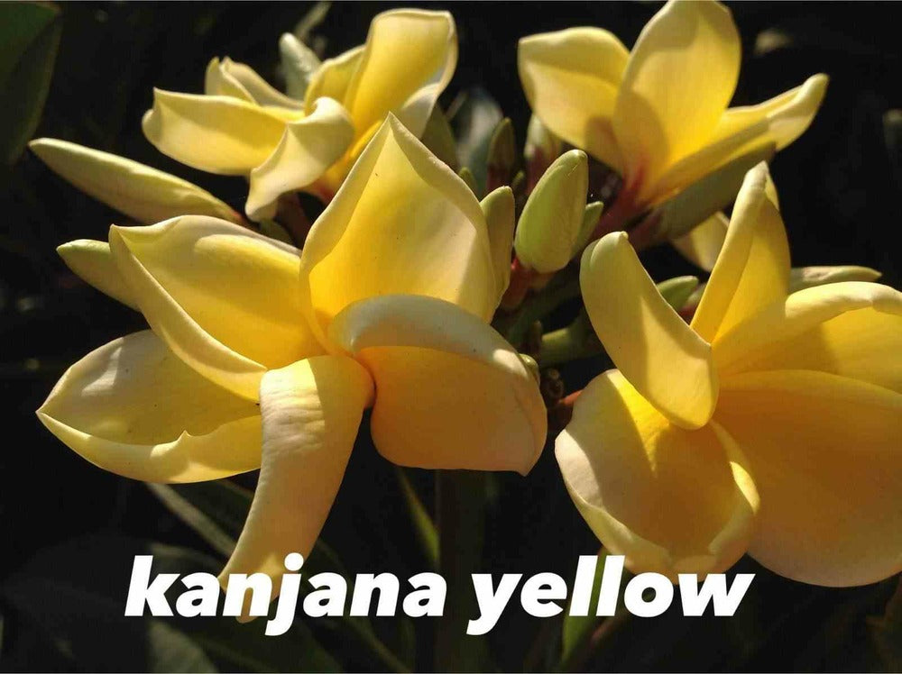  Plumeria Rubra "kanjana Yellow" (frangipanier)- Pot De 2 Litres ? 20/30 Cm