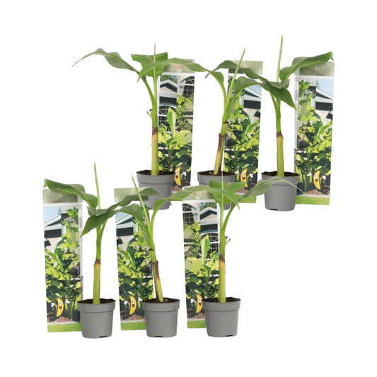  Bananier Du Japon - Set De 6 - Musa Basjoo - Hauteur 25-40cm - ⌀9cm