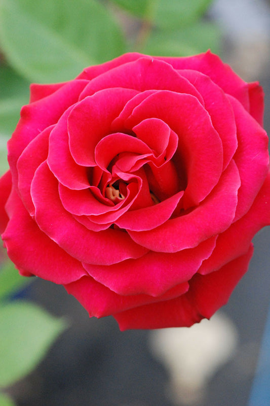  Rosier Décorosiers ? 'crazy Pink Voluptia ?' - En Pot De 5 Litres