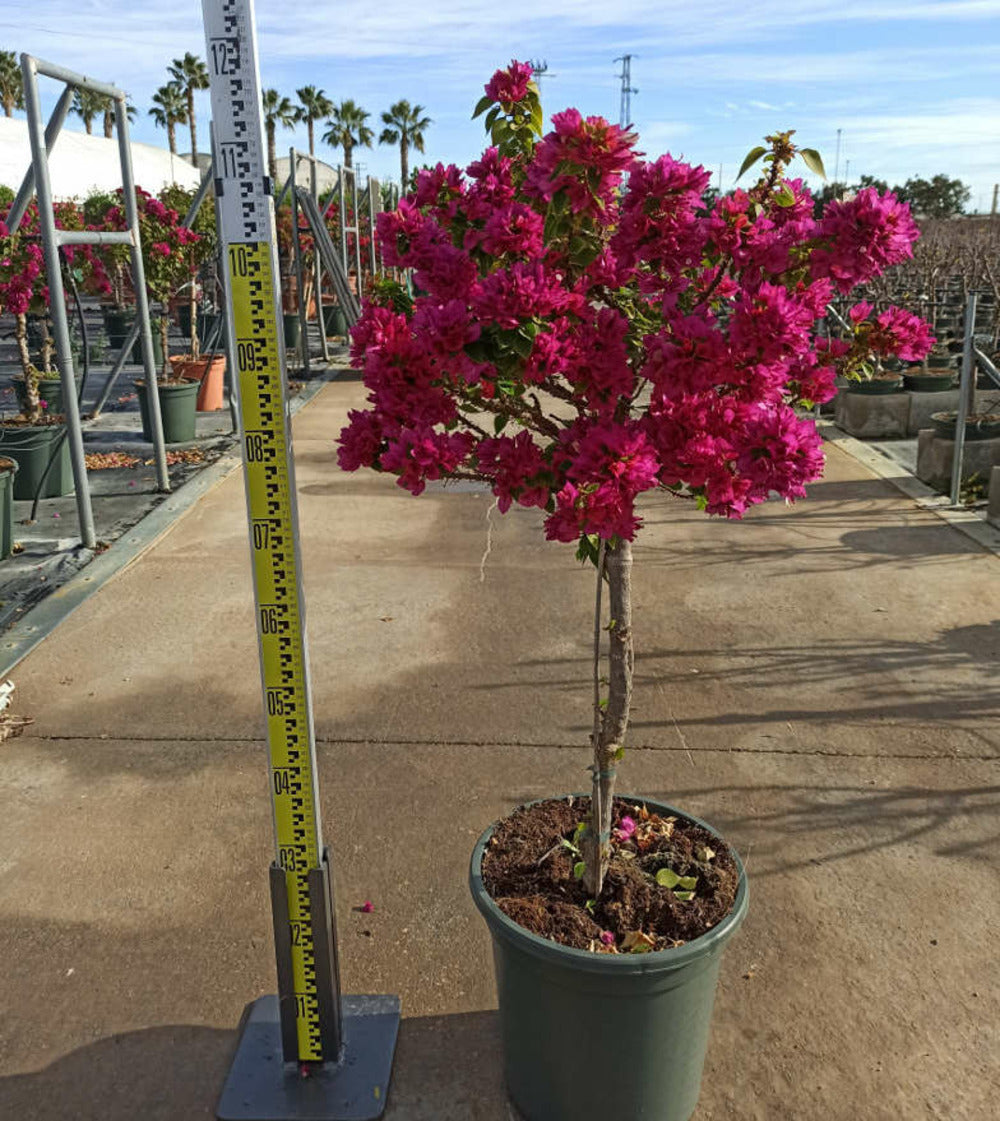  Bougainvillier Bougainvillier 'mini Thai' (bougainvillier Nain) Pot De 130l 150/175cm