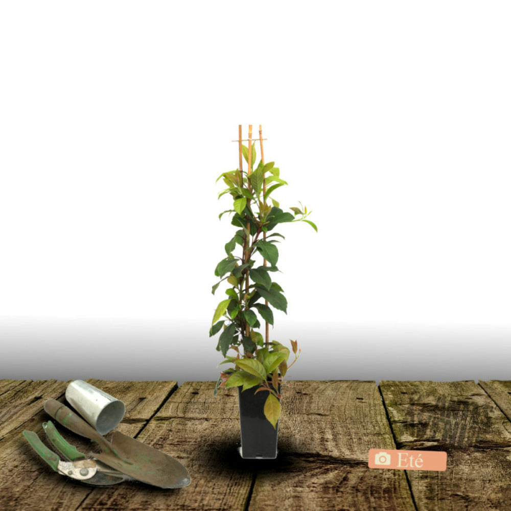  Hortensia Grimpant Seemanii/[-]pot De 3l - Echelle Bambou 60/120 Cm
