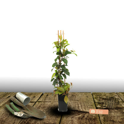  Hortensia Grimpant Seemanii/[-]pot De 3l - Echelle Bambou 60/120 Cm