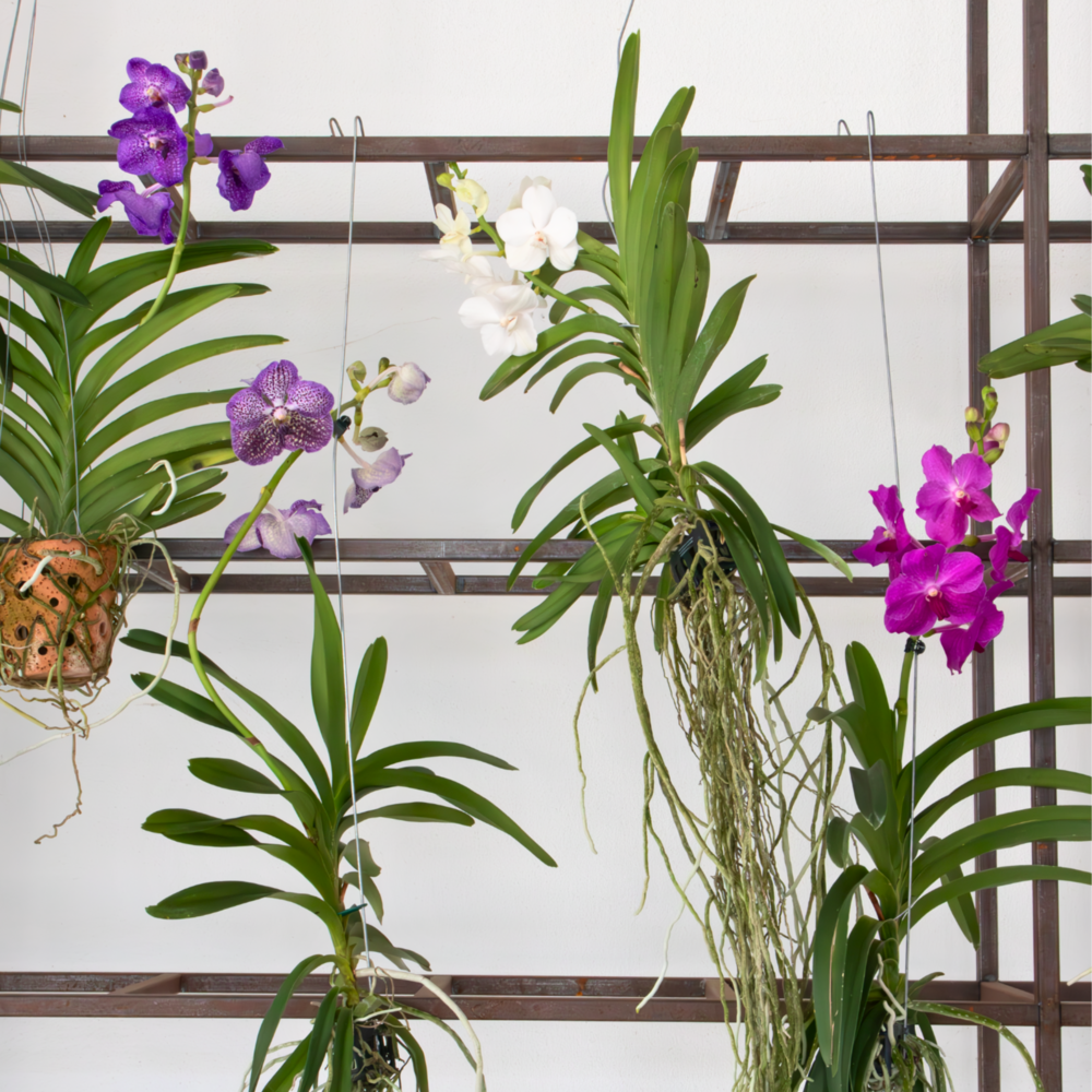  Orchidée - Vanda 'tayanee White' - Hauteur 45-55cm