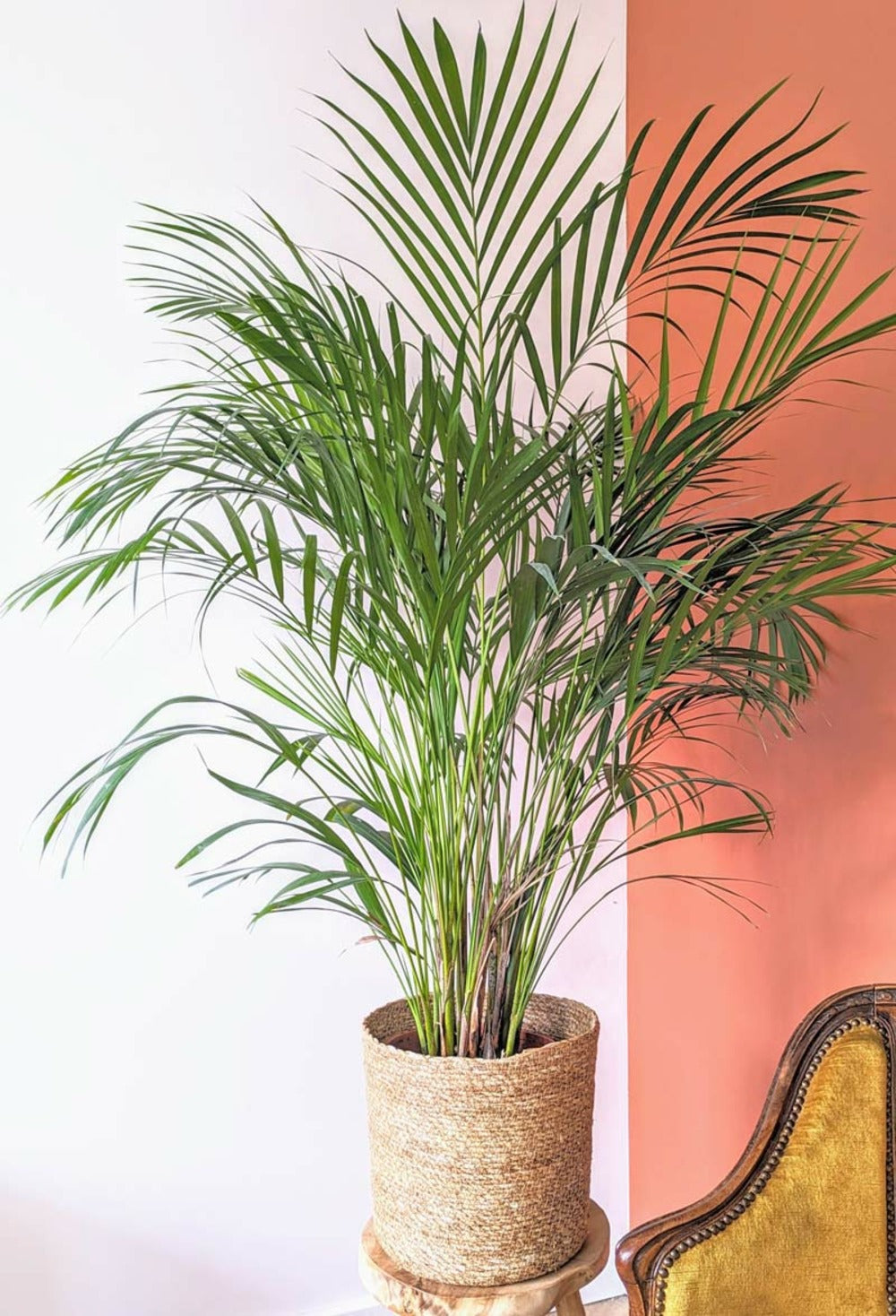  Pamier Areca Dypsis Lutescens D21 H120cm